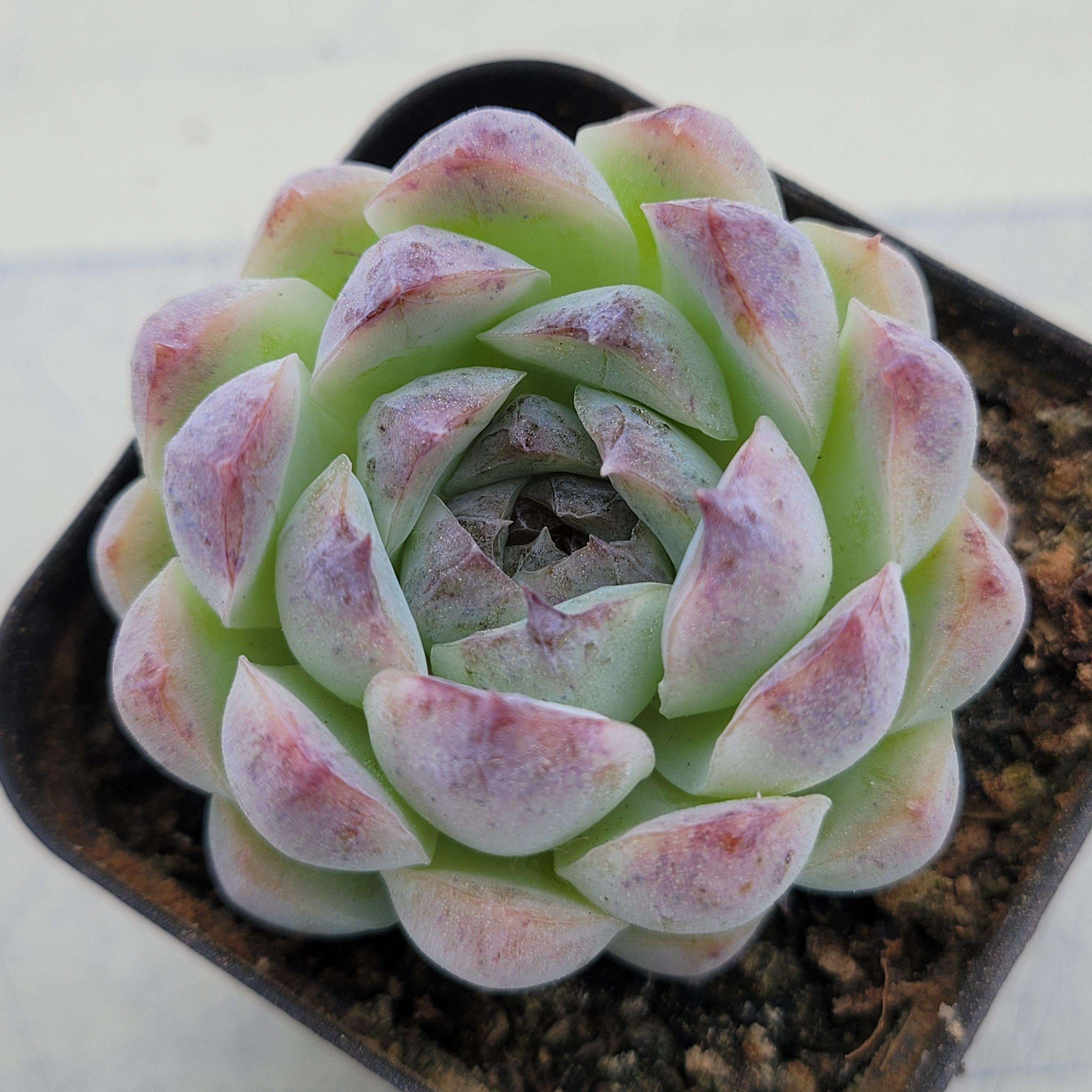 Echeveria Suji 