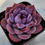 Thumbnail: Echeveria Wild berry 