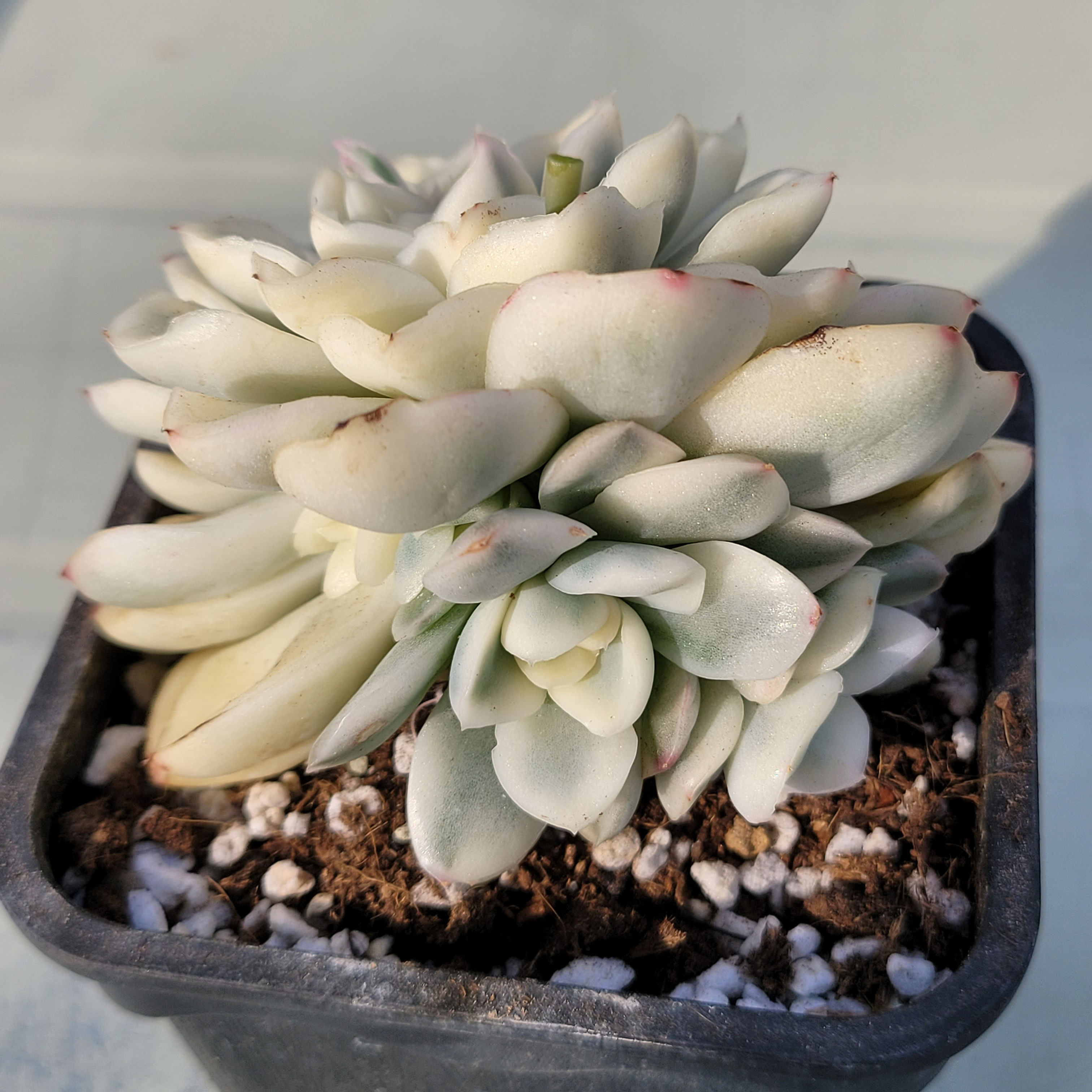 Echeveria Snow Flower variegated 