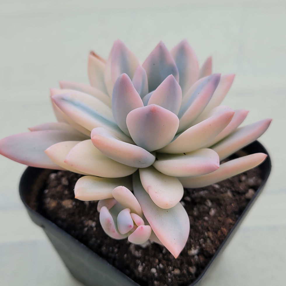 Thumbnail: Echeveria cv SIMONOASA variegated 