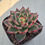 Thumbnail: Echeveria Agavoides Gohonjin variegated 