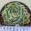 Thumbnail: Echeveria Simulans variegated 