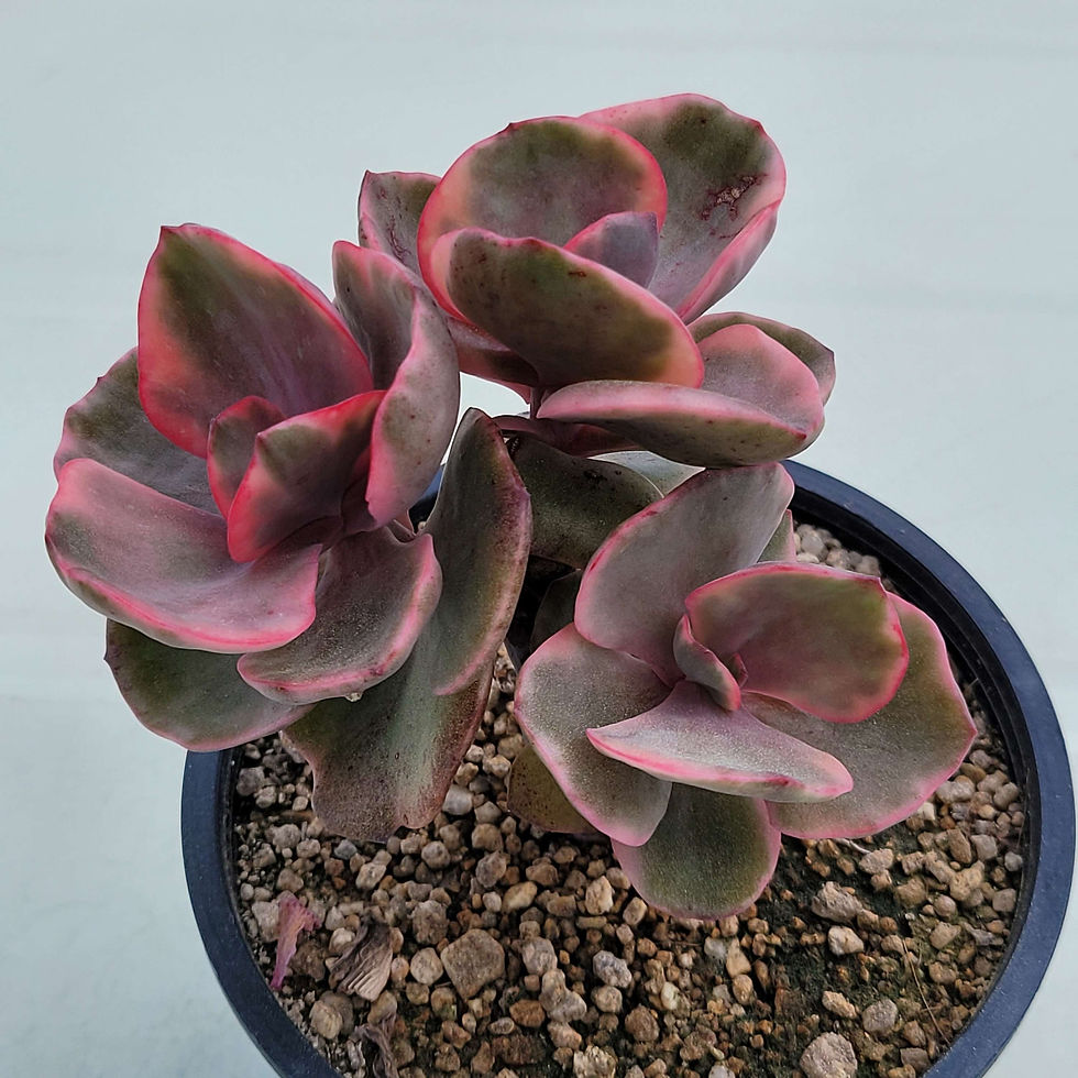 Echeveria Golden state variegated | Korean Succulents