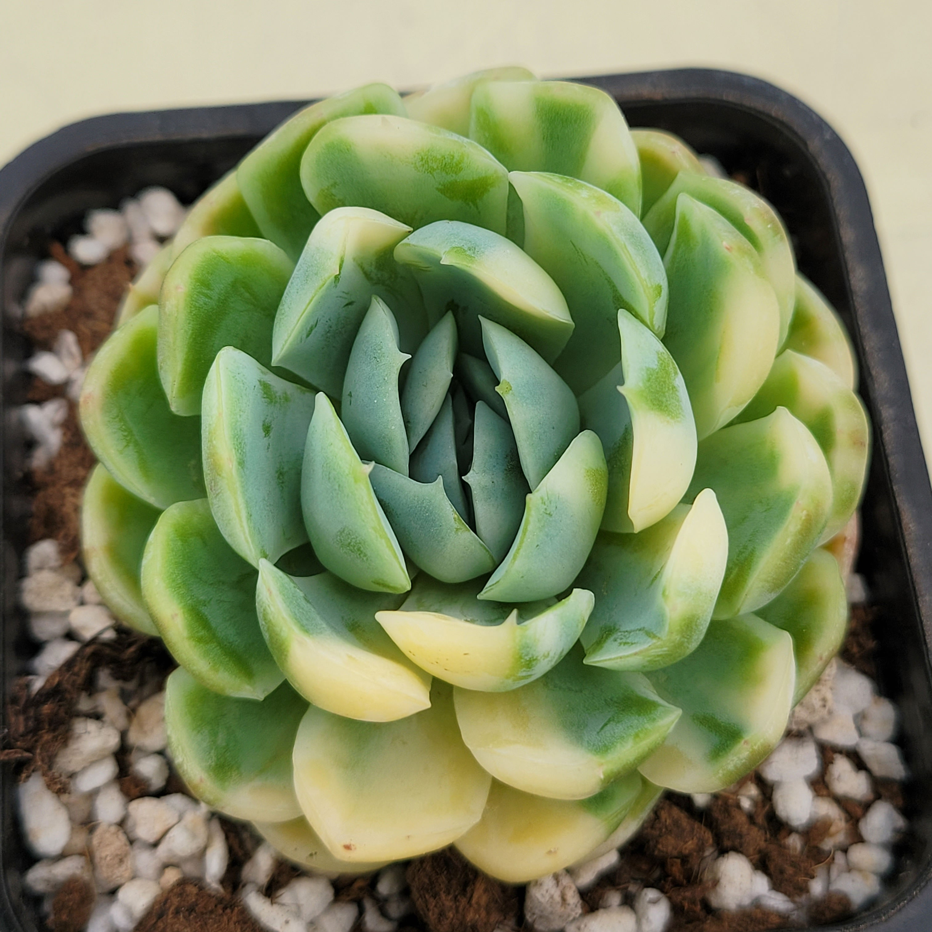 Echeveria Lemon Berry variegated 