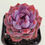 Thumbnail: Echeveria Wild berry 