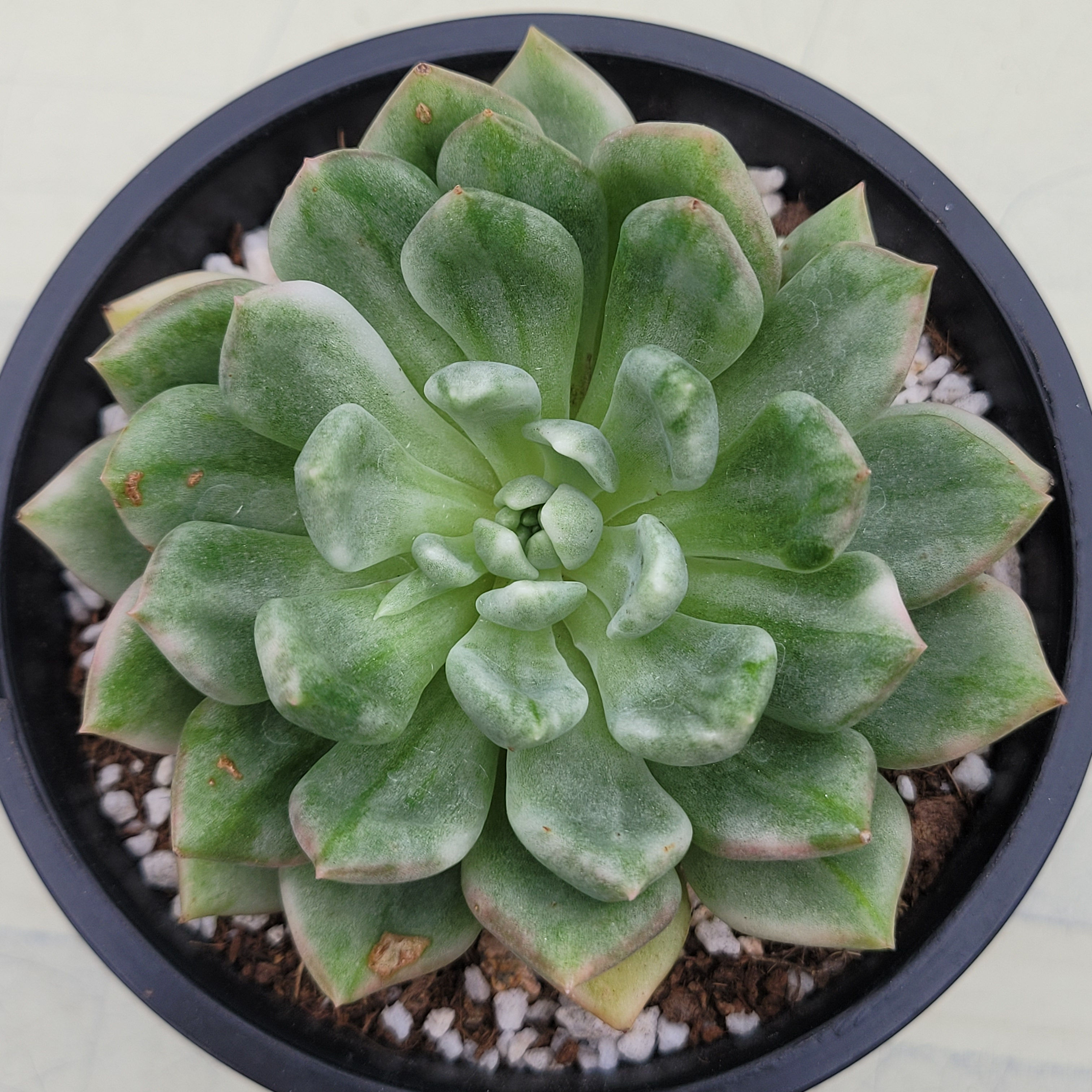 Echeveria Pink Wedding variegated 