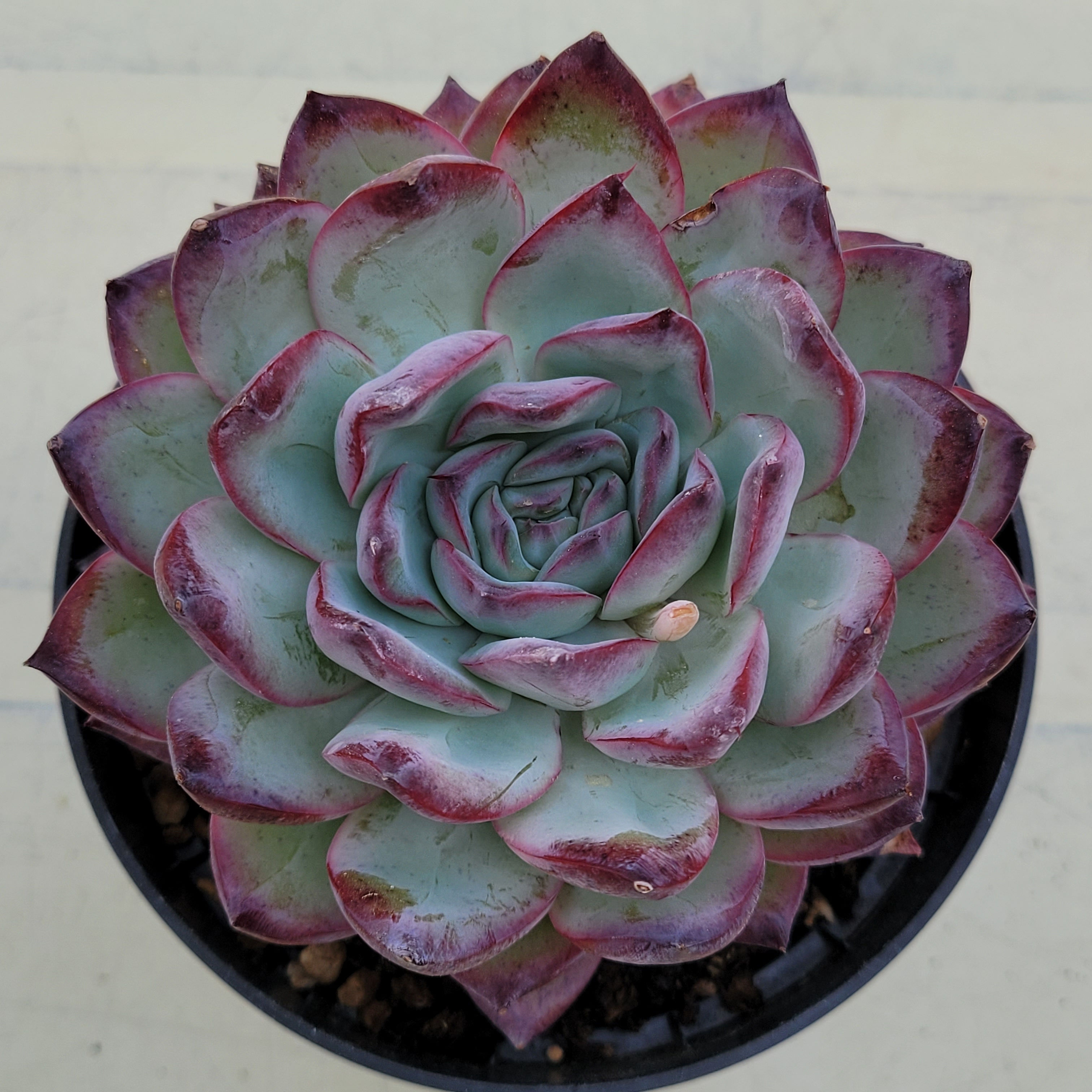 Echeveria Povega 