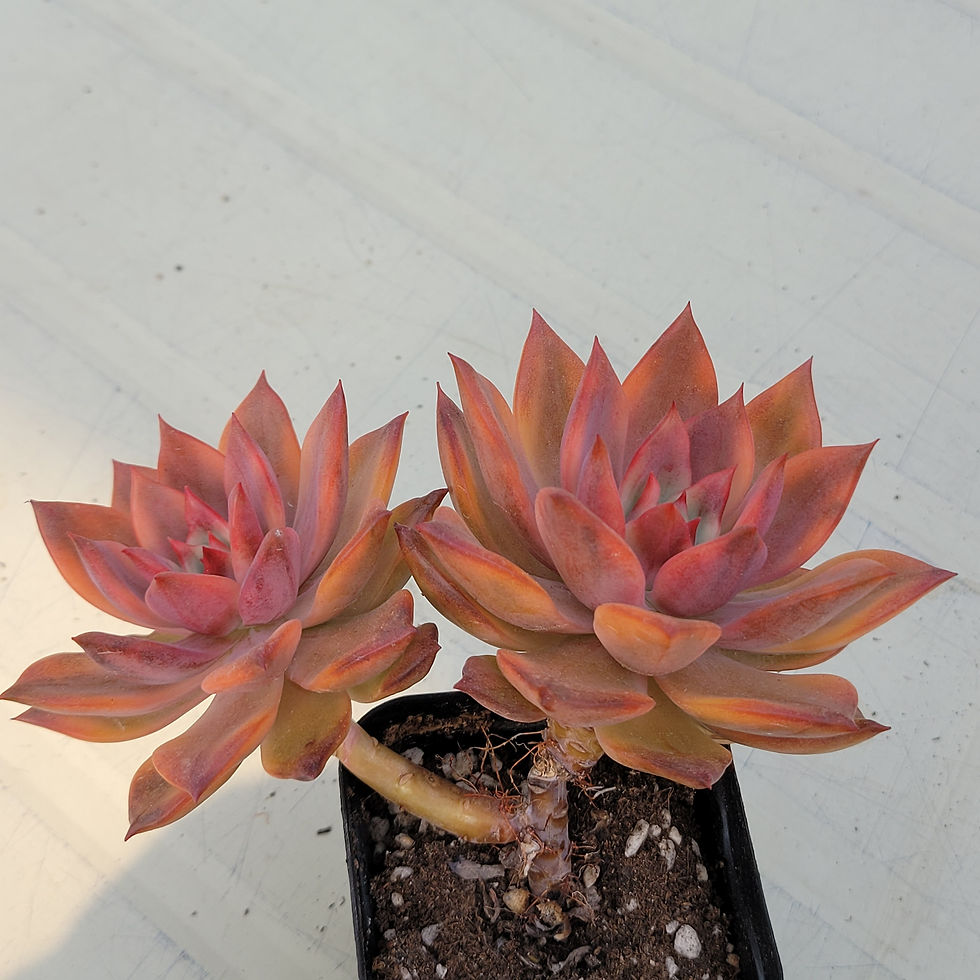 Thumbnail: Echeveria Chimera variegated 