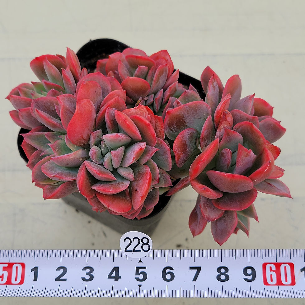 Thumbnail: Echeveria Luella 