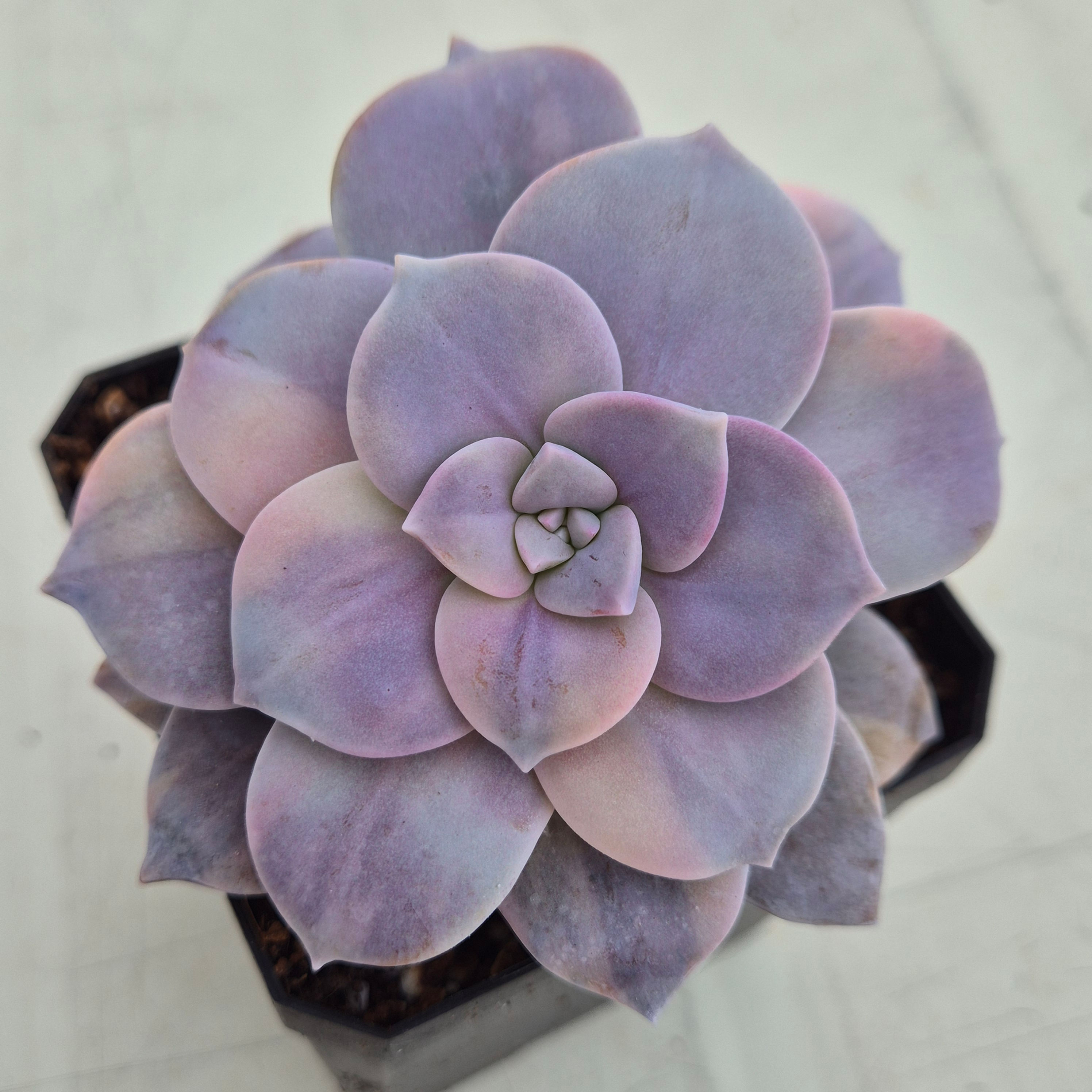 Graptopertalum Pentandrum Superbum variegated 