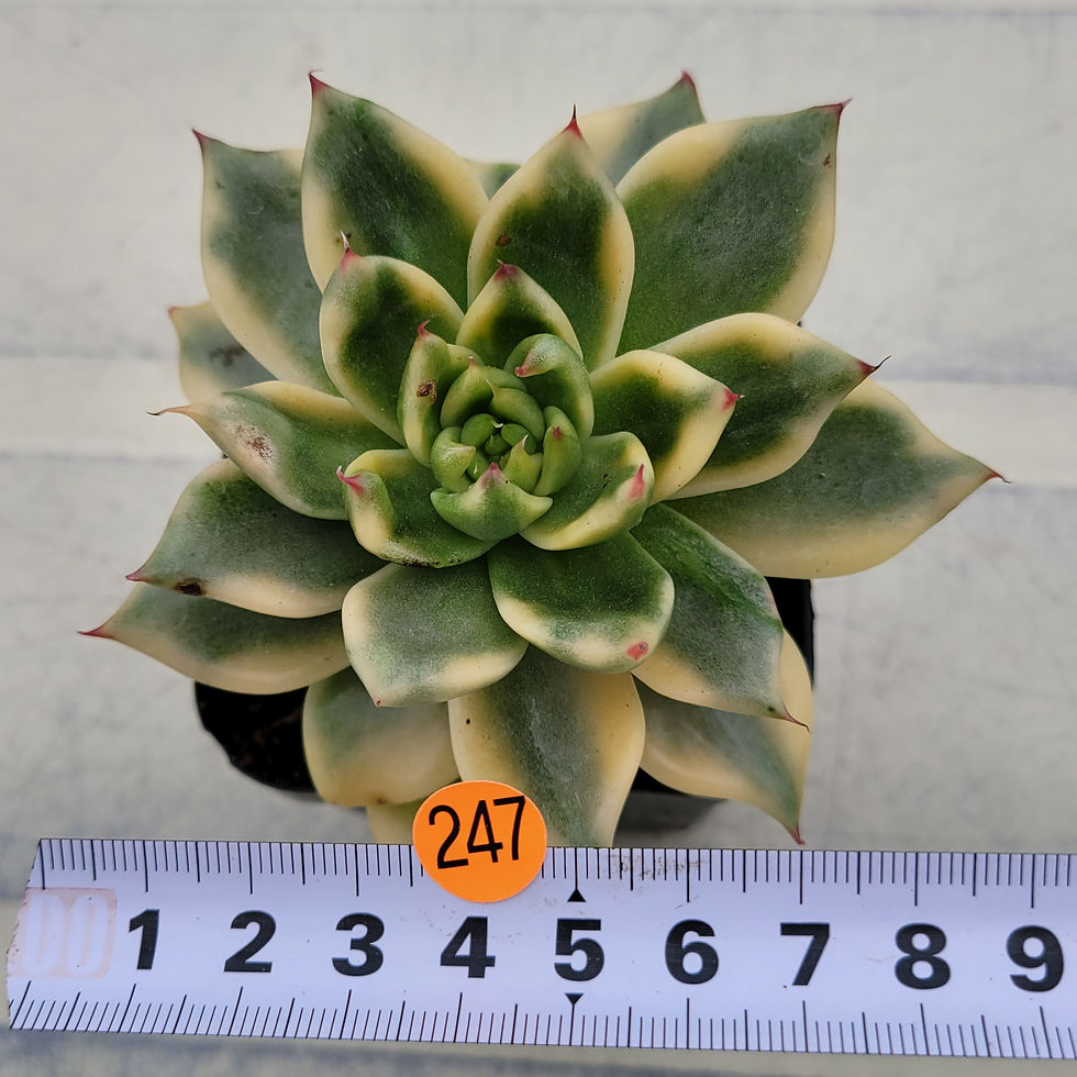 Thumbnail: Echeveria Agavoides Gohonjin variegated 