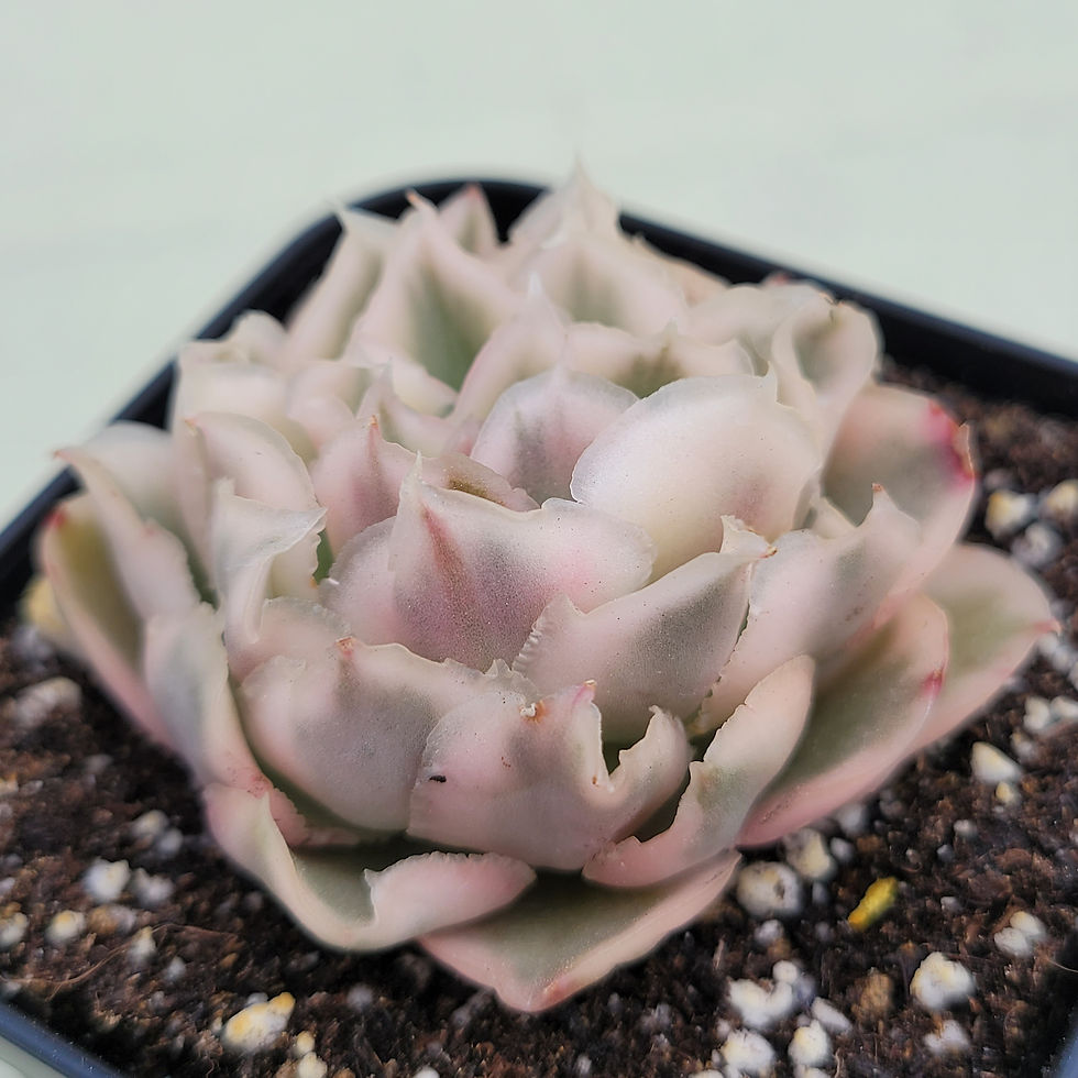 Thumbnail: Echeveria White Princess variegated 