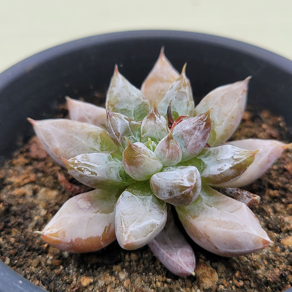 Thumbnail: Echeveria Tolimanensis 