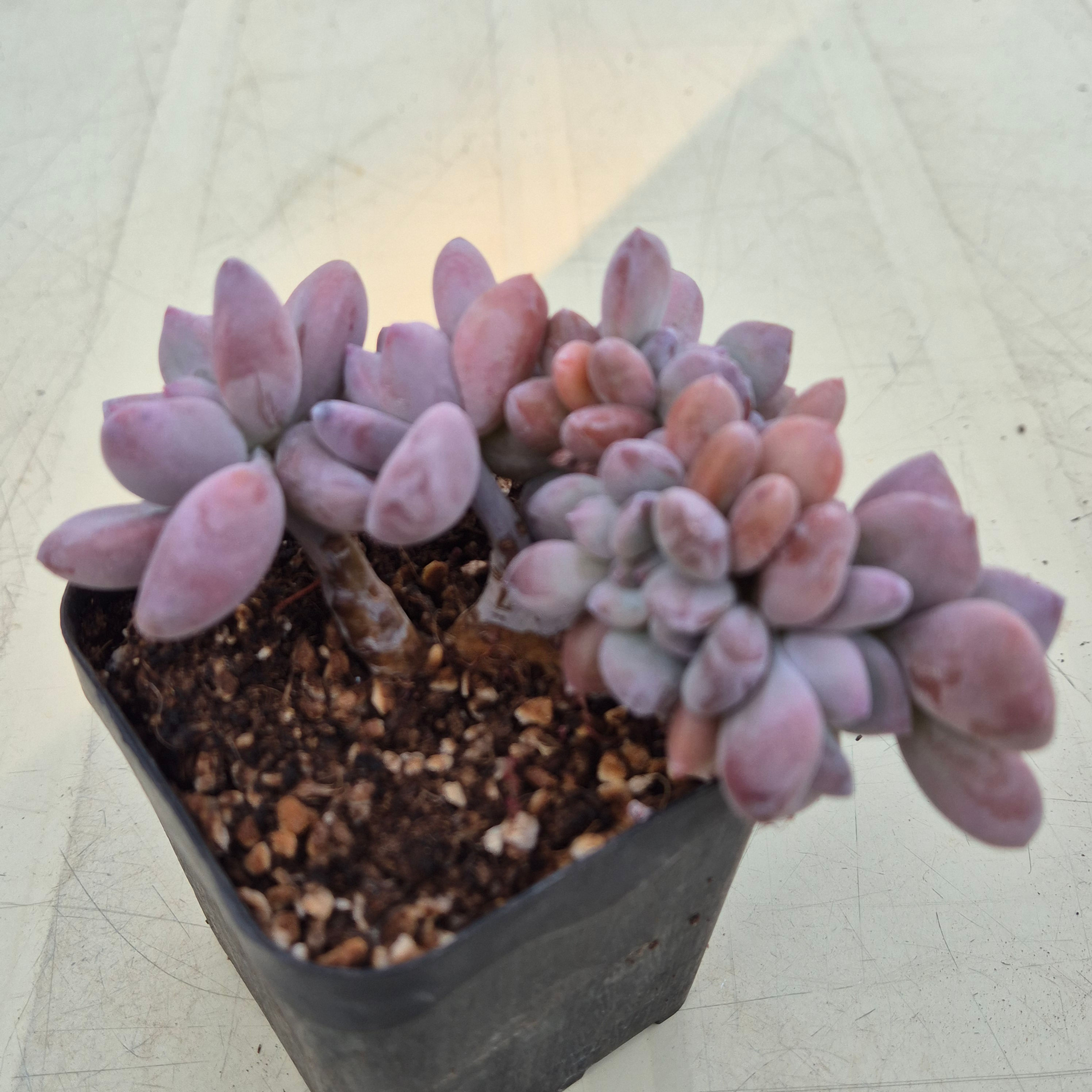 Graptoveria Opalina cluster 