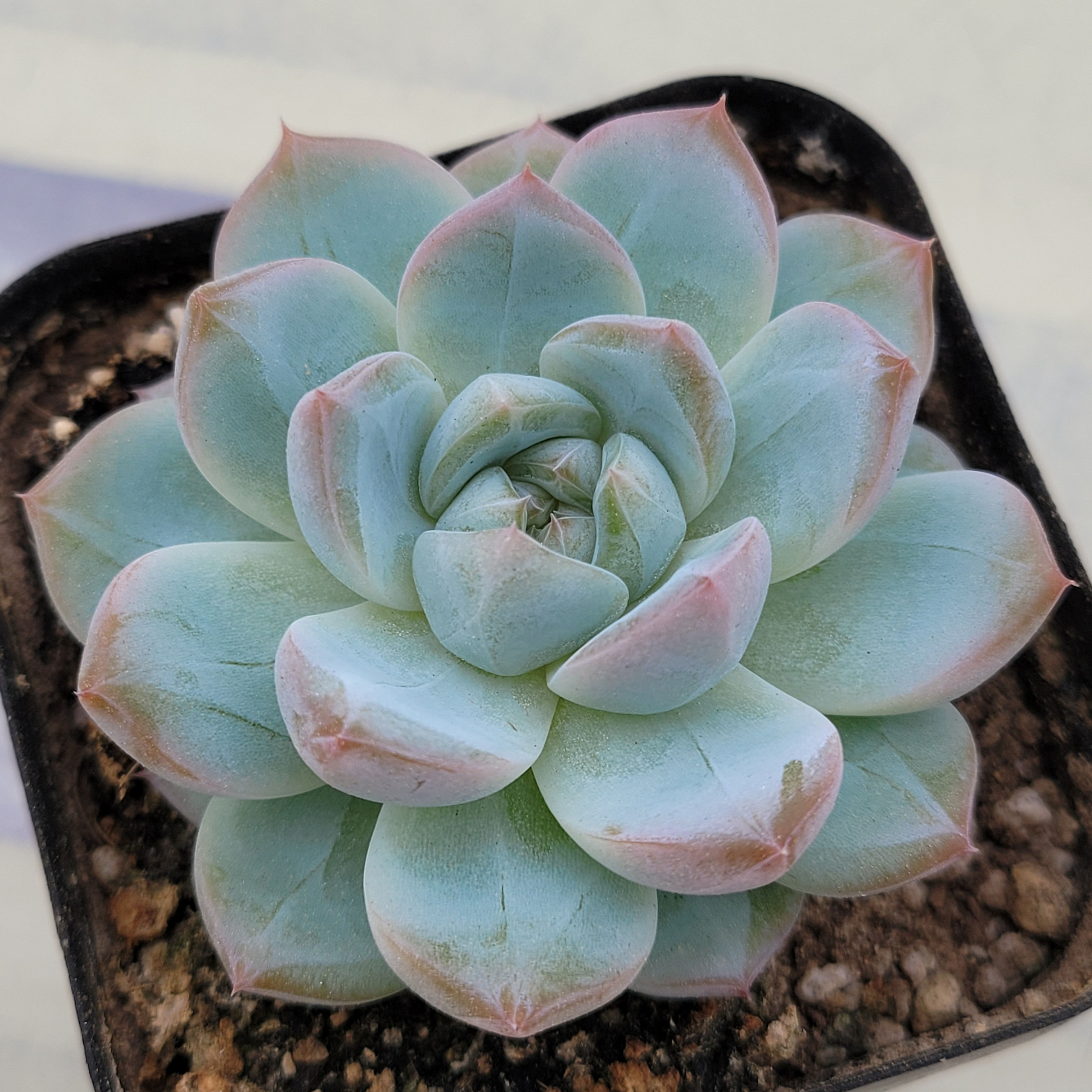 Echeveria Glassy 