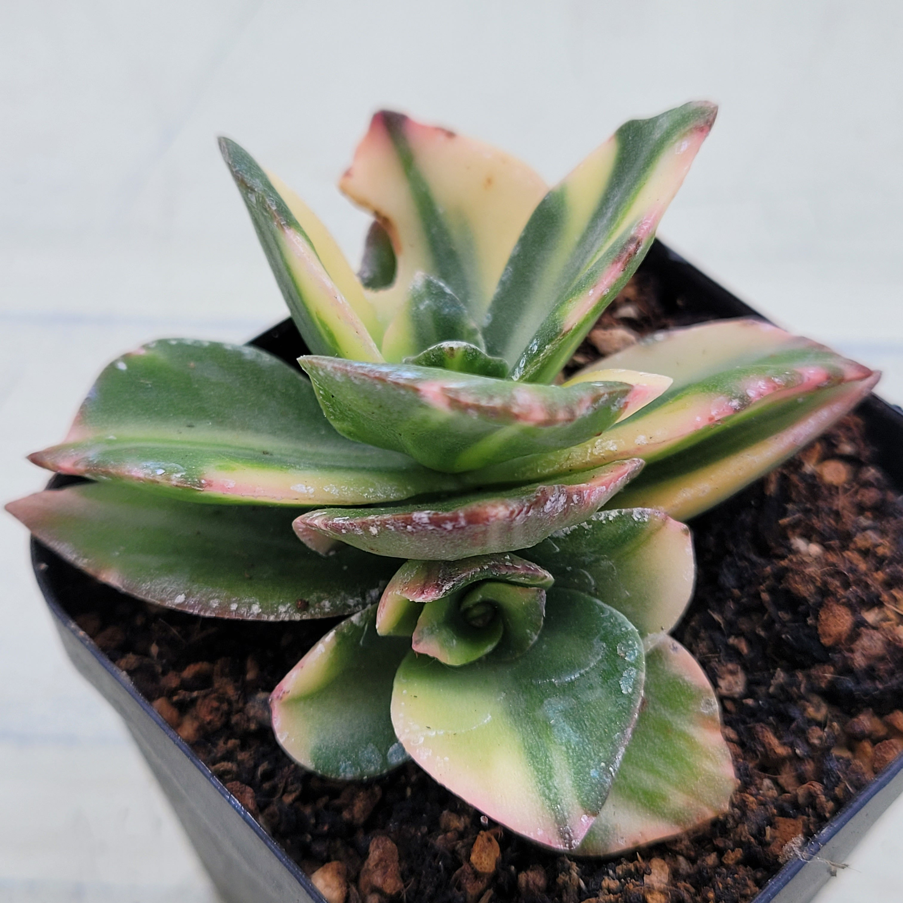 Crassula cv Falcata x Lotie variegated 