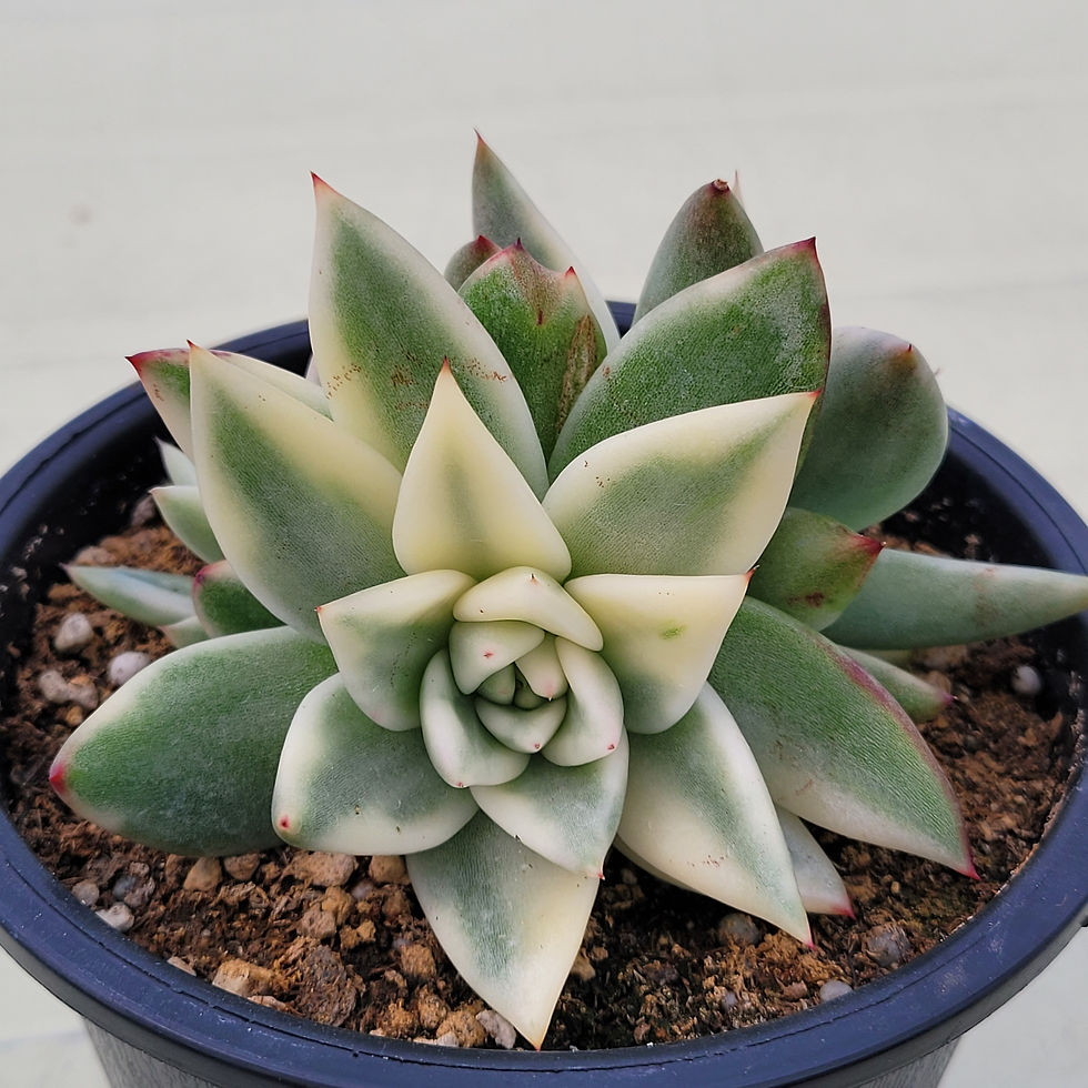 Thumbnail: Echeveria Soy Bean variegated 
