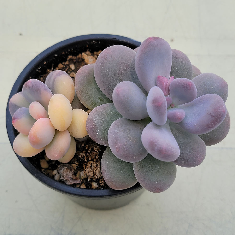 Thumbnail: Pachyphytum Oviforum variegated 