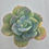 Thumbnail: Echeveria cv HAKUHOU variegated 