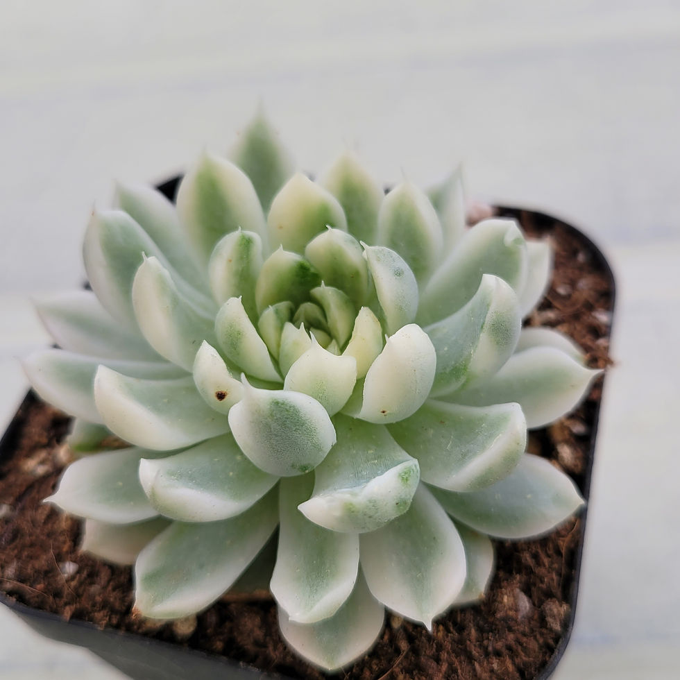 Thumbnail: Echeveria Vanilla Candy variegated 