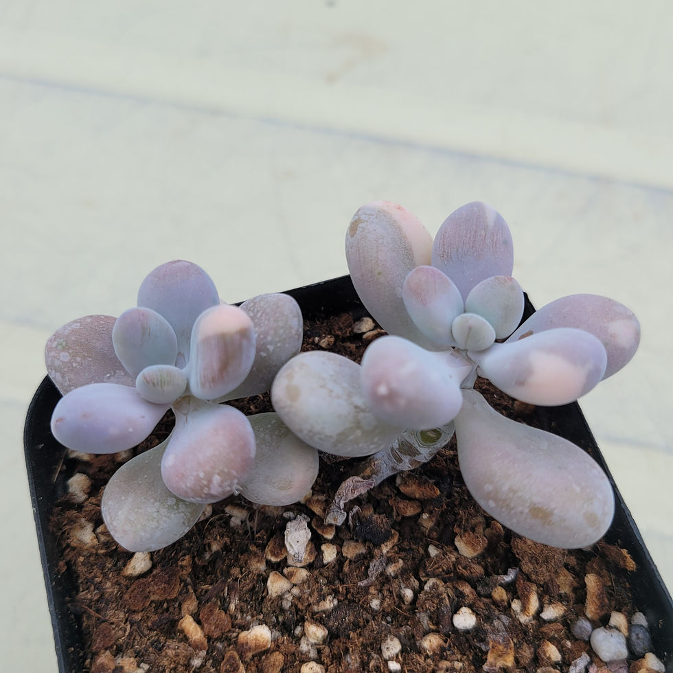Thumbnail: Graptopetalum amethystinum variegated 