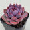 Thumbnail: Echeveria Wild berry 
