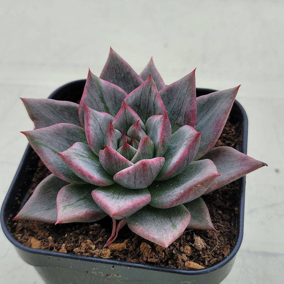 Thumbnail: Echeveria Wise Maria variegated 
