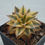 Thumbnail: Echeveria Monocerotis variegated 