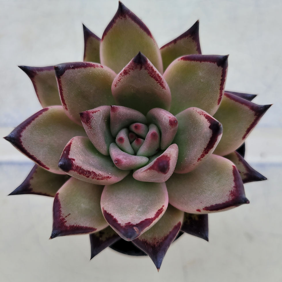 Thumbnail: Echeveria Agavoides Romeo 