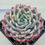 Thumbnail: Echeveria Alba beauty variegated 
