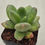 Thumbnail: Pachyphytum Fit Cowie variegated 