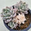 Thumbnail: Echeveria Pink Beauty variegated 