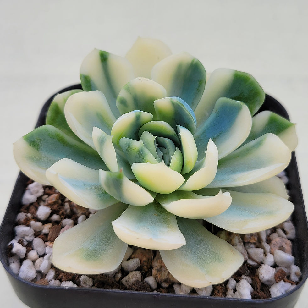 Thumbnail: Echeveria Lemon Berry variegated 