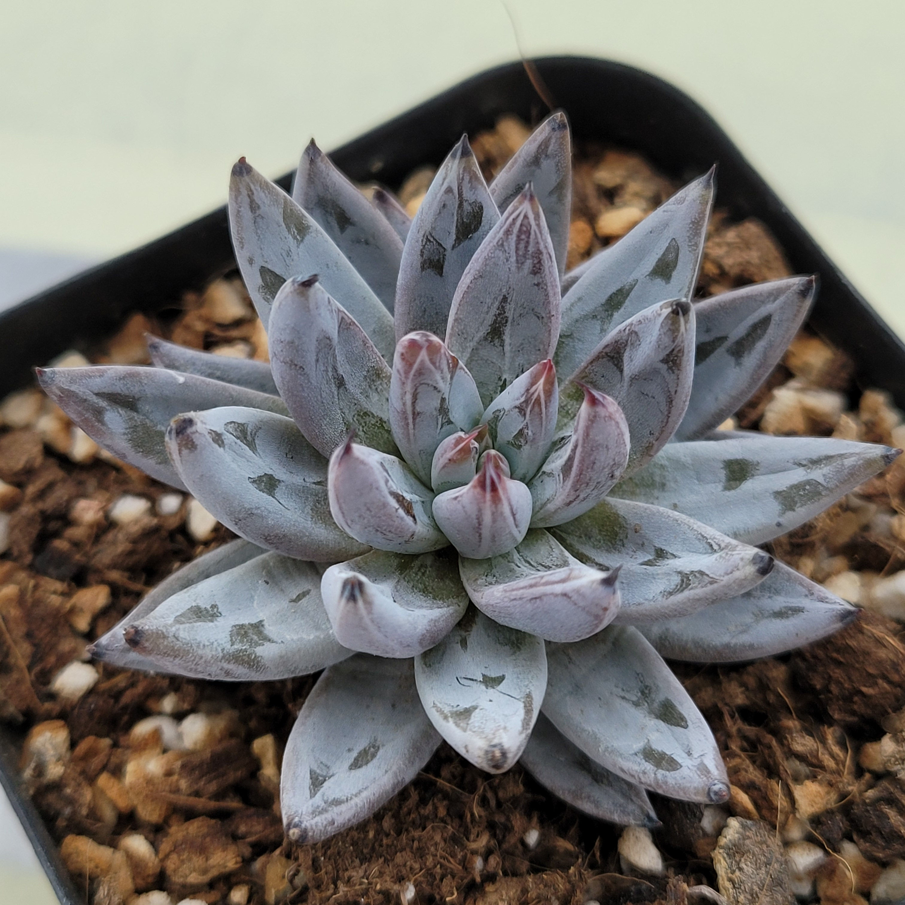 Echeveria Chateau Black 