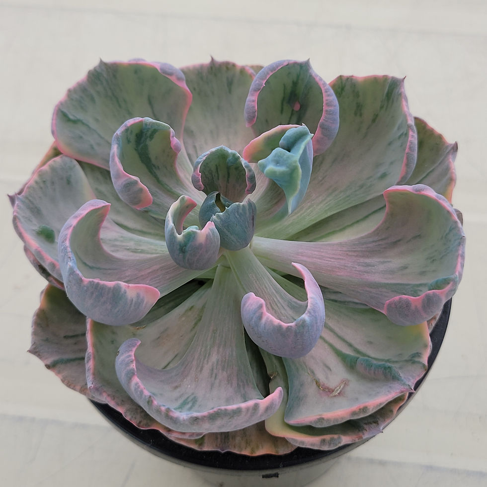 Thumbnail: Echeveria Beyonce Rainbow variegated 
