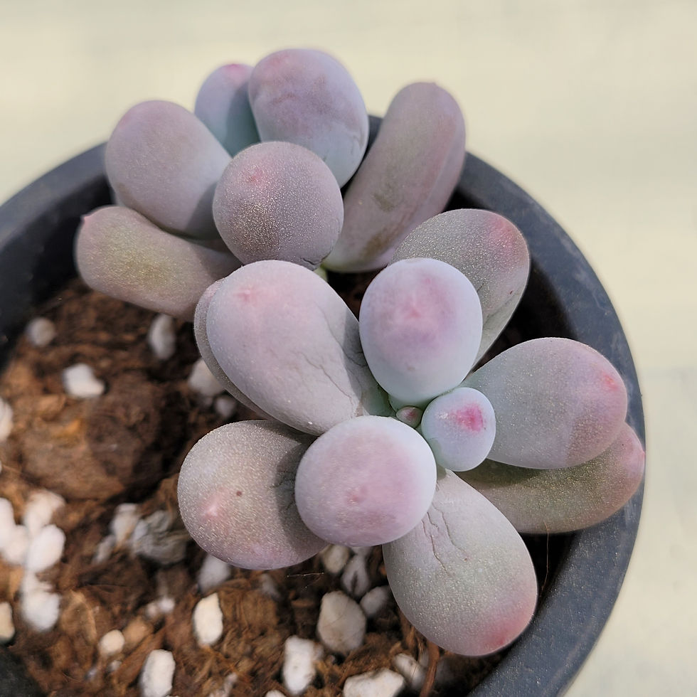 Thumbnail: Pachyphytum Miko