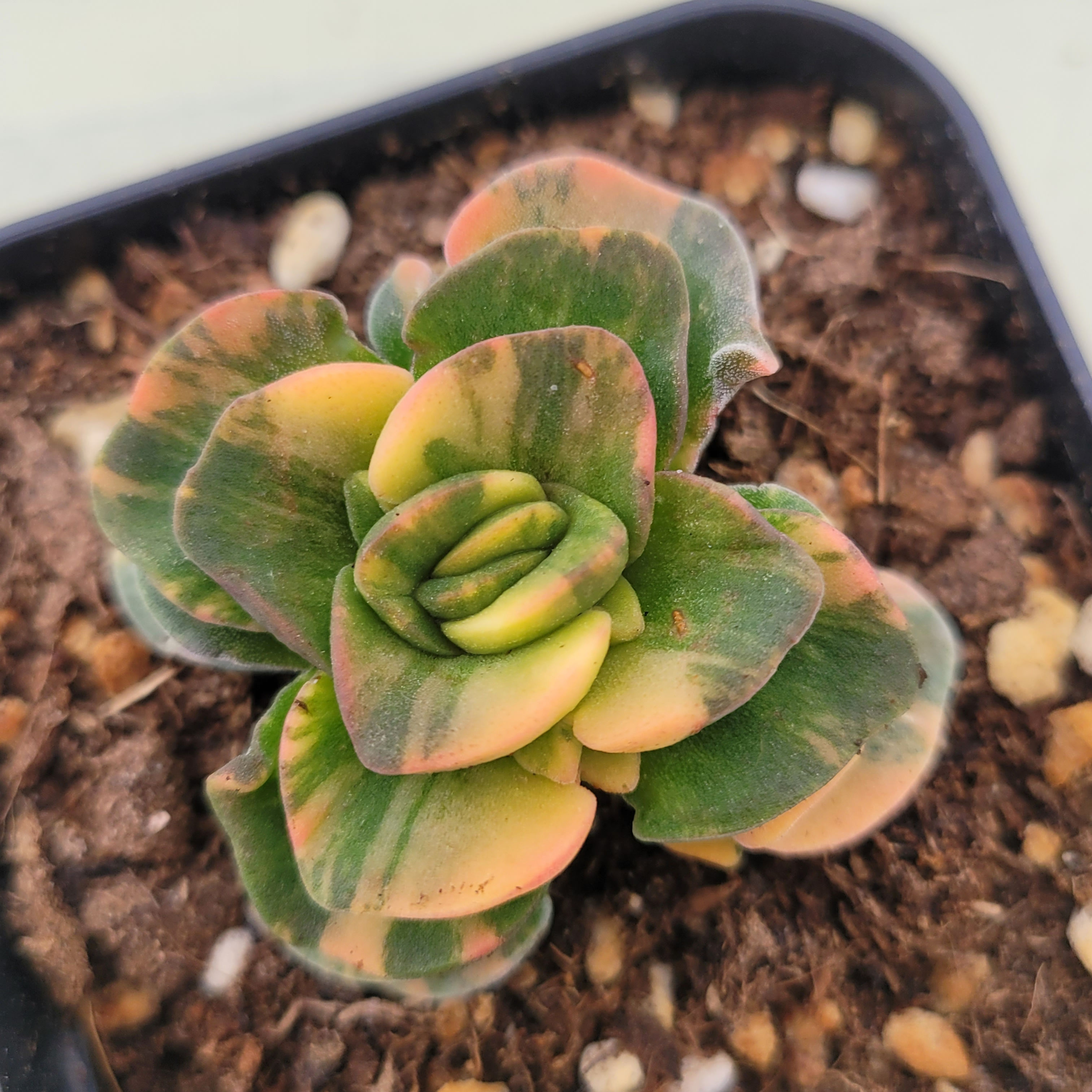 Crassula Violetta variegated 