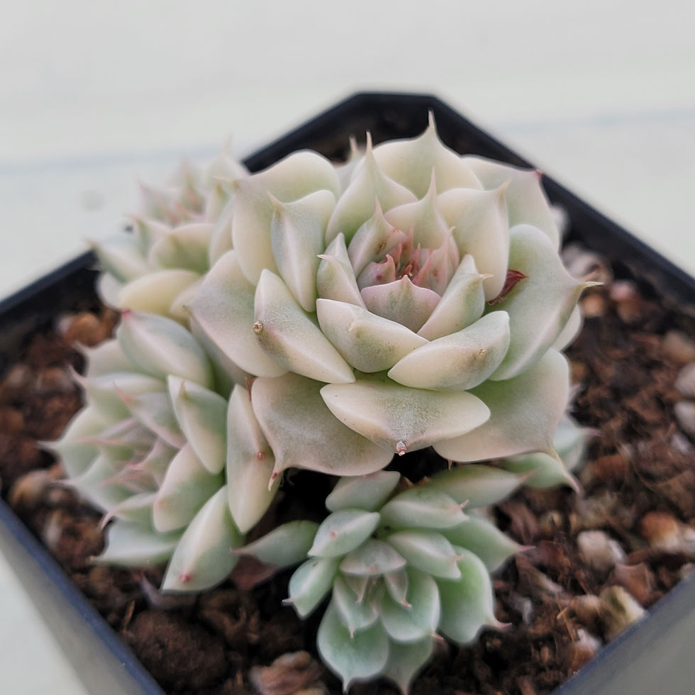 Thumbnail: Echeveria Margaret variegated 