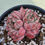 Thumbnail: Echeveria Zaniolo 