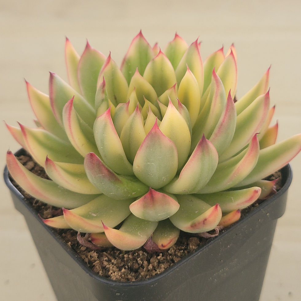 Thumbnail: Echeveria Bailey variegated 