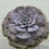 Thumbnail: Echeveria Marble variegated 