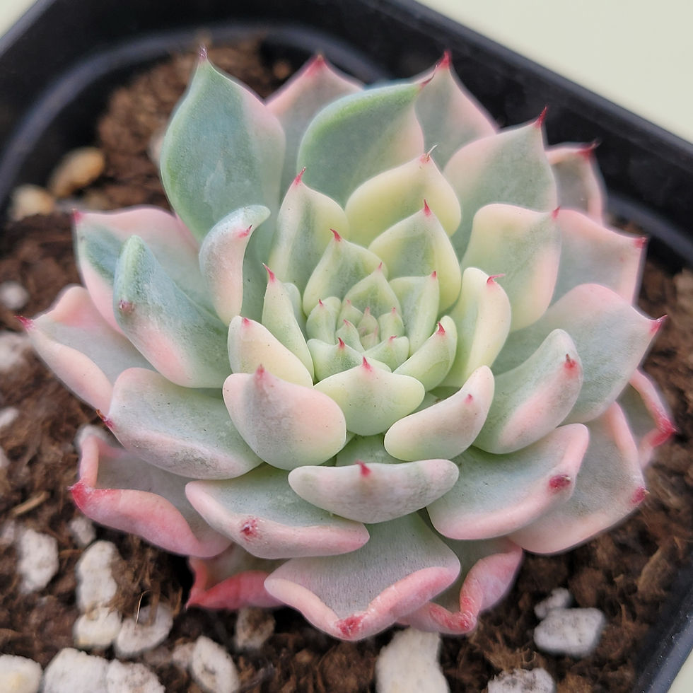 Thumbnail: Echeveria Sarahime variegated 