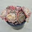 Thumbnail: Echeveria Onslow variegated cluster 