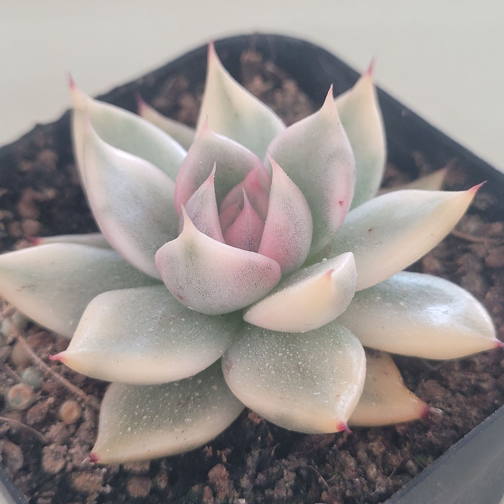 Thumbnail: Echeveria Mac Rising Pink variegated 