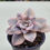 Thumbnail: Graptopetalum Pentandrum Superbum variegated 