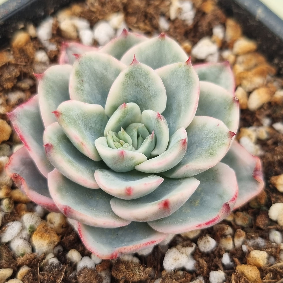 Thumbnail: Echeveria Atlantis variegated 