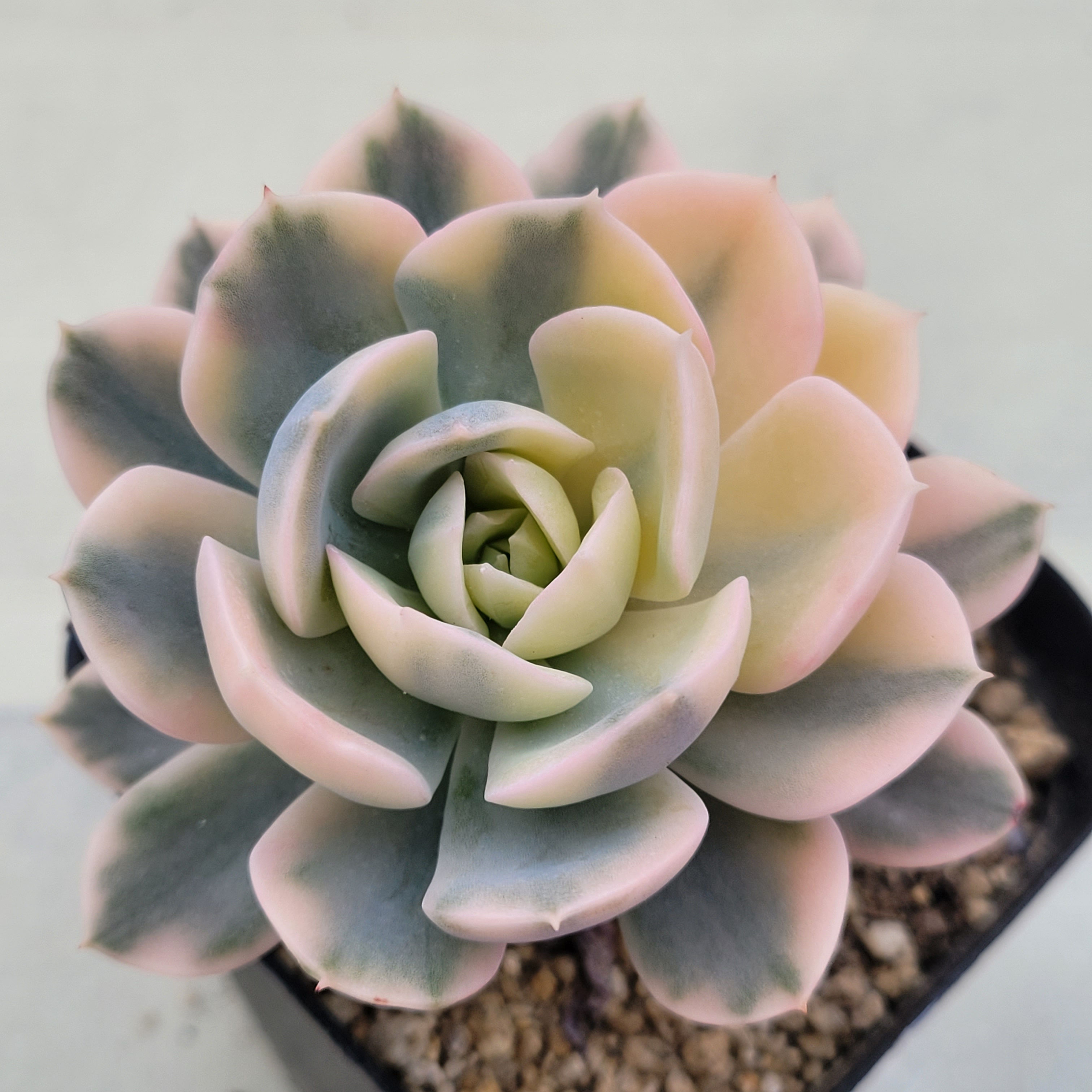 Echeveria Anna Rose variegated 
