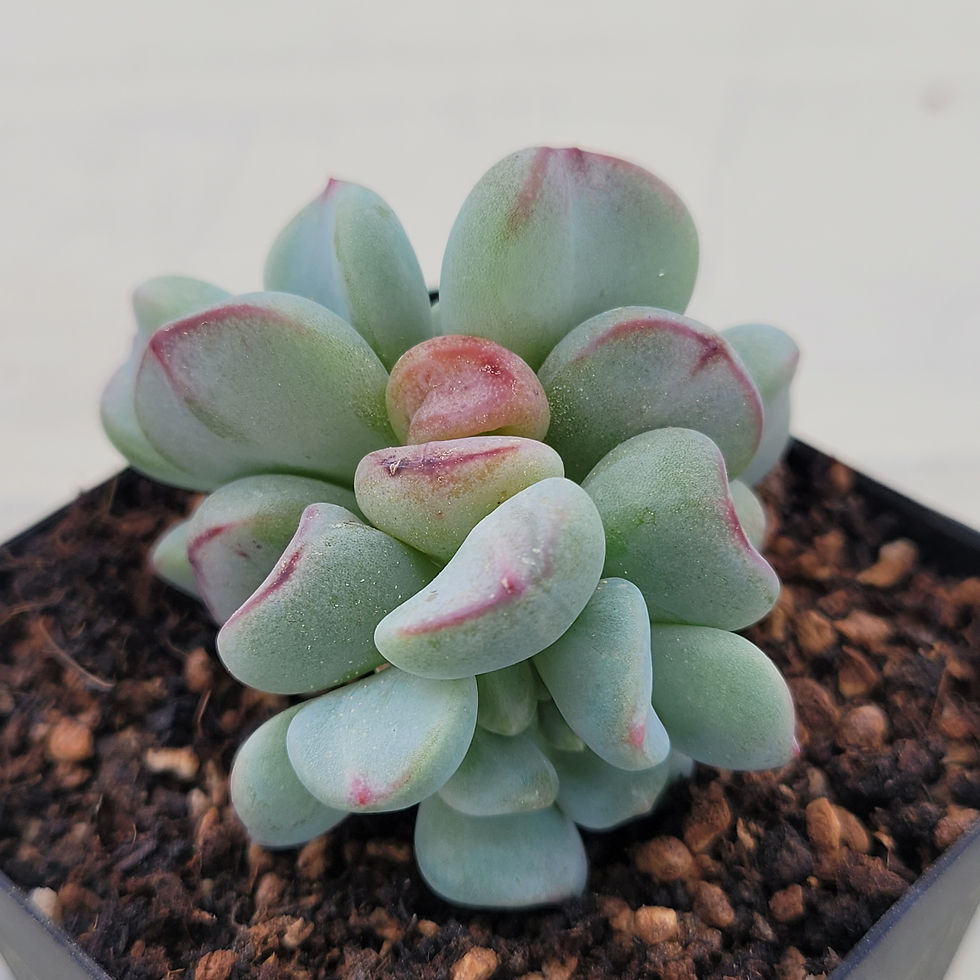 Thumbnail: Echeveria Heart Ball 