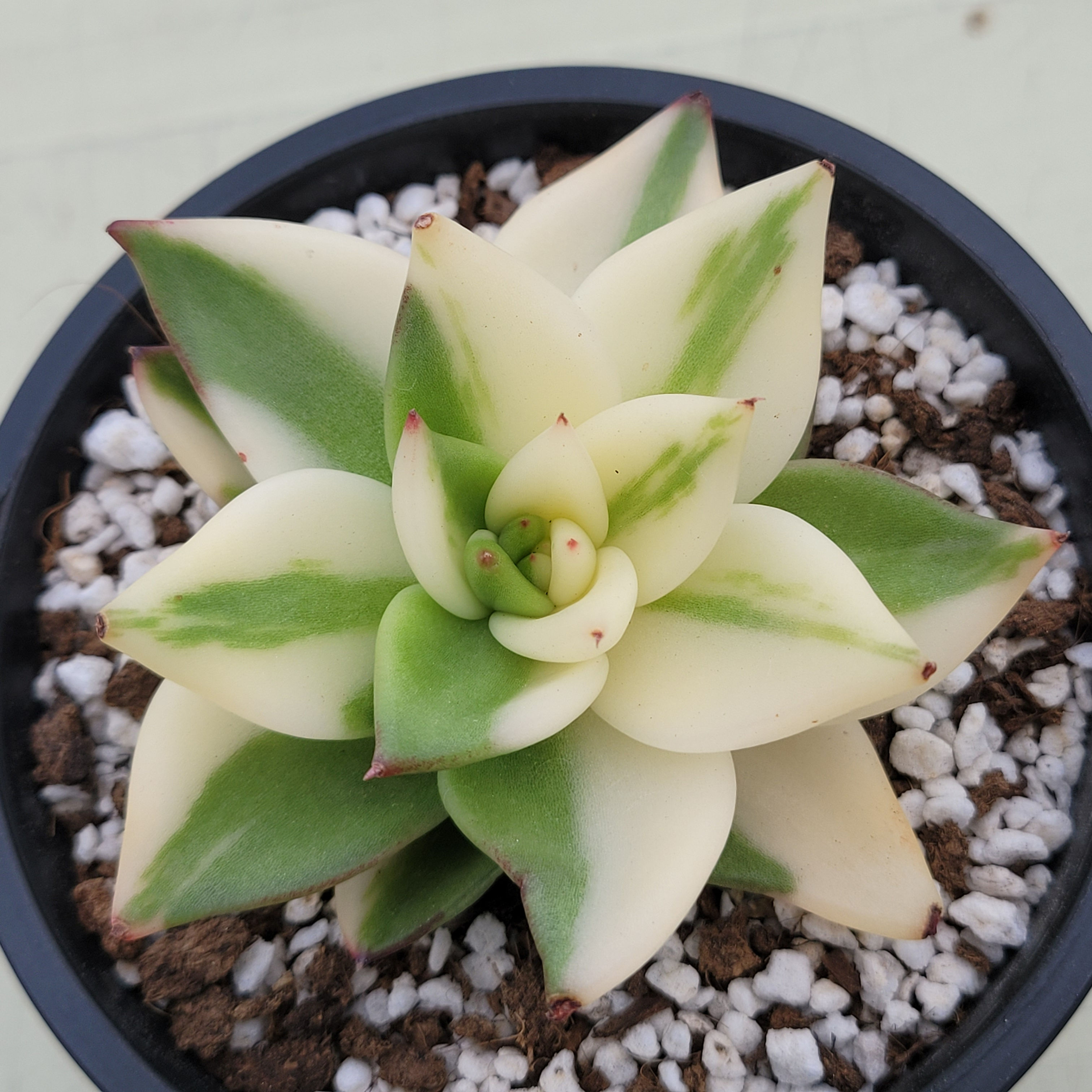 Echeveria Wild Mexican Maria variegated 