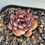 Thumbnail: Echeveria Pulidonis bump 
